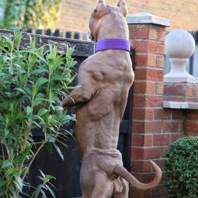 Phong Trần Phong Trần