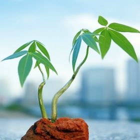 xuan thuy 1995 xuan thuy 1995